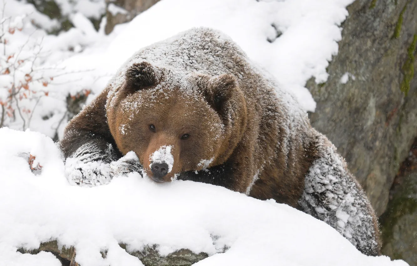 Фото обои зима, медведь, гризли