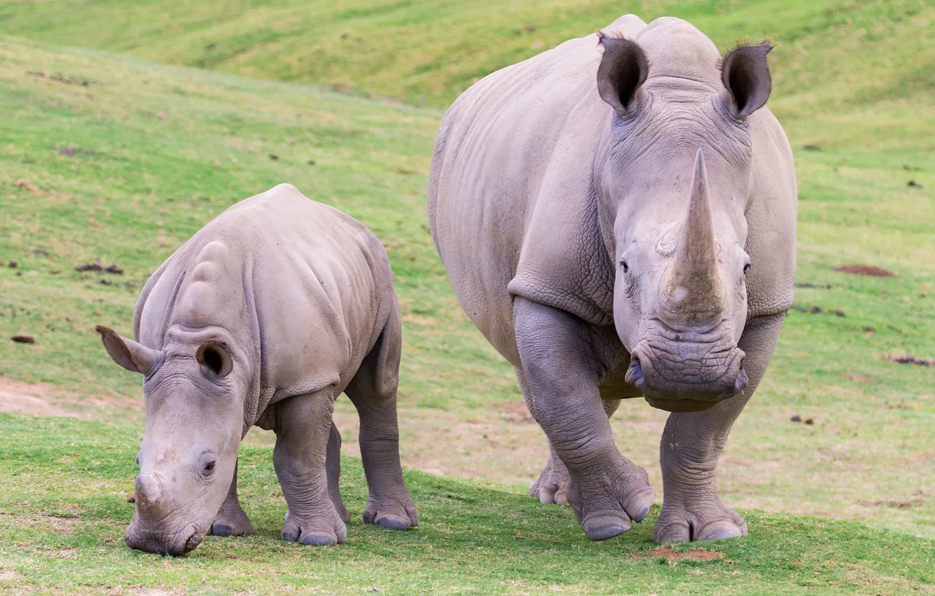 Фото обои природа, пара, носорог, детеныш, два, мать, носороги, два носорога