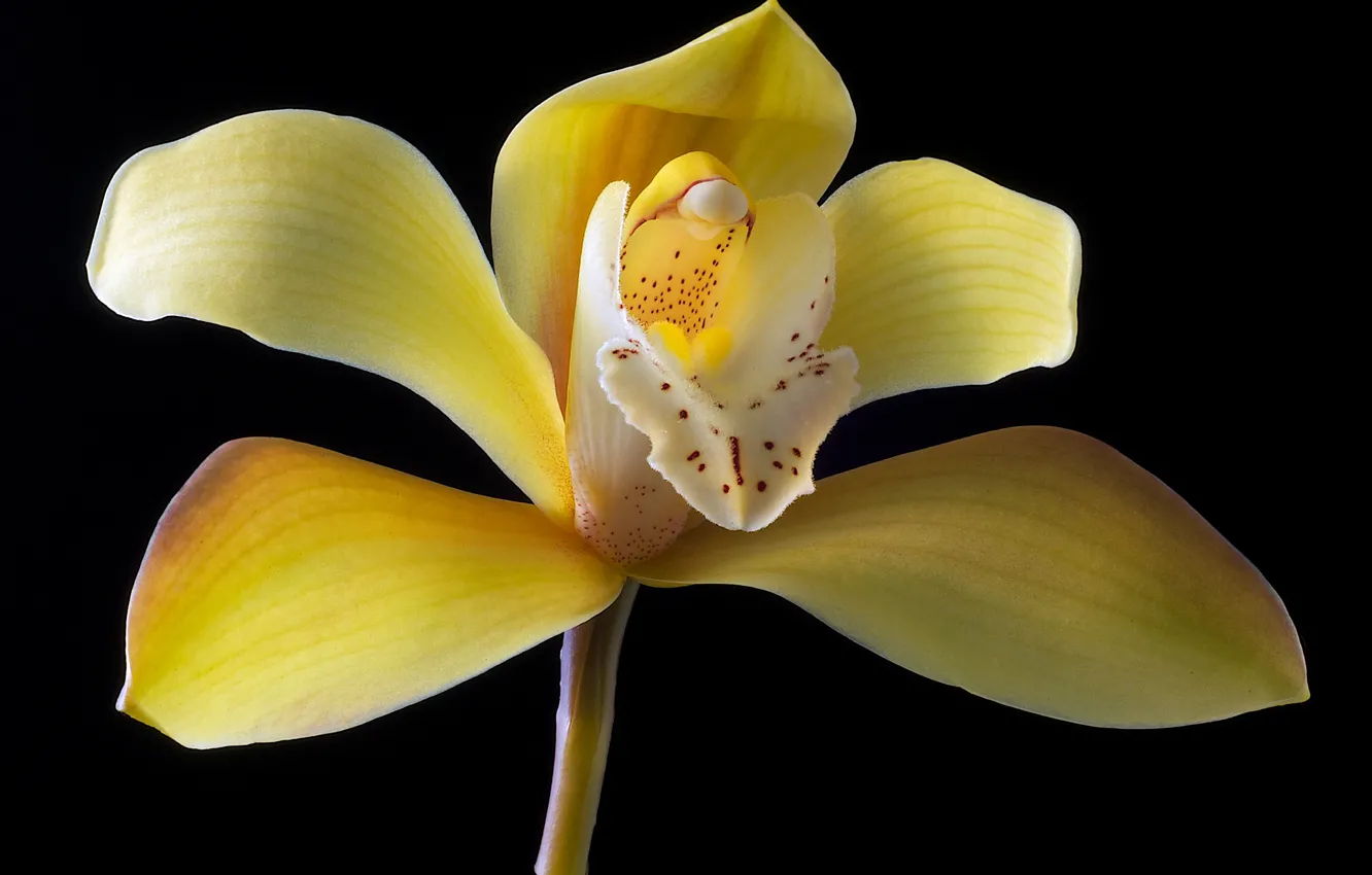 Фото обои цветок, природа, растение, лепестки, орхидея