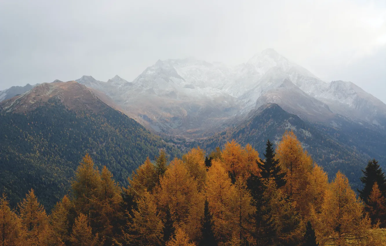 Фото обои осень, лес, небо, деревья, горы, природа, пасмурно, скалы