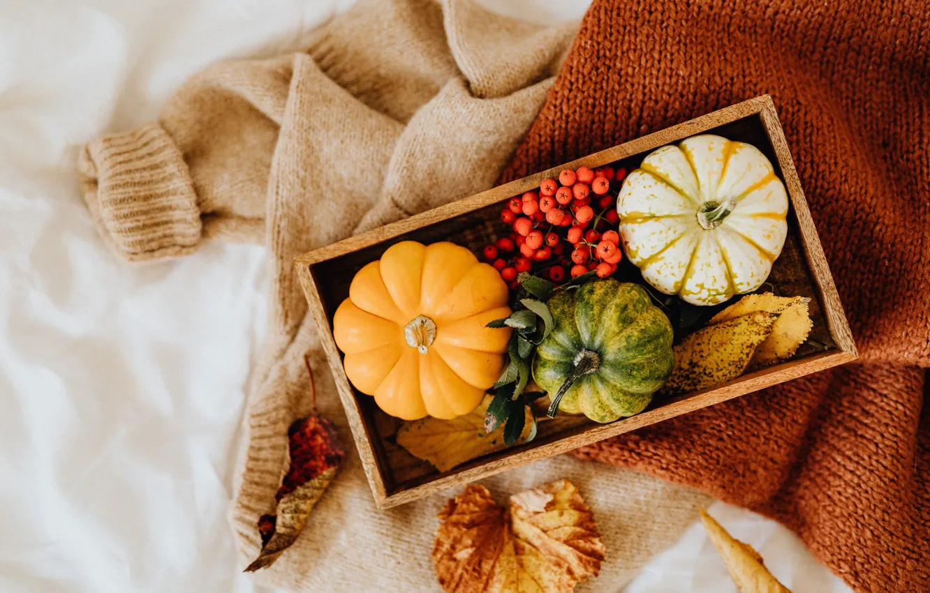 Фото обои осень, уют, ягоды, одежда, шарф, тыквы, ящик, кофта