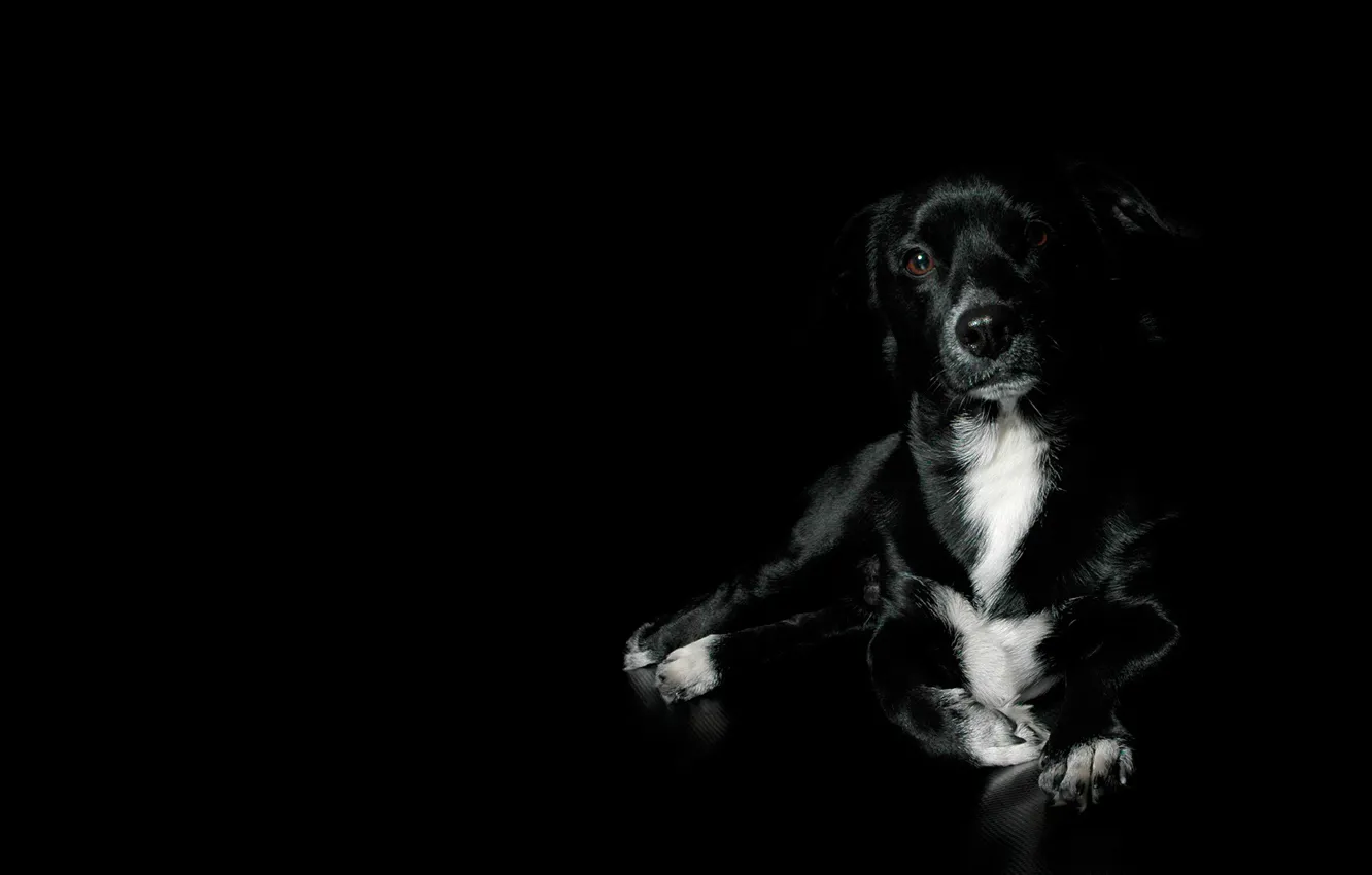 Фото обои черный, собака, красивый