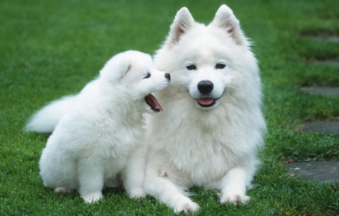 Фото обои собаки, трава, газон, щенок, пушистые, белые, детёныш, мать