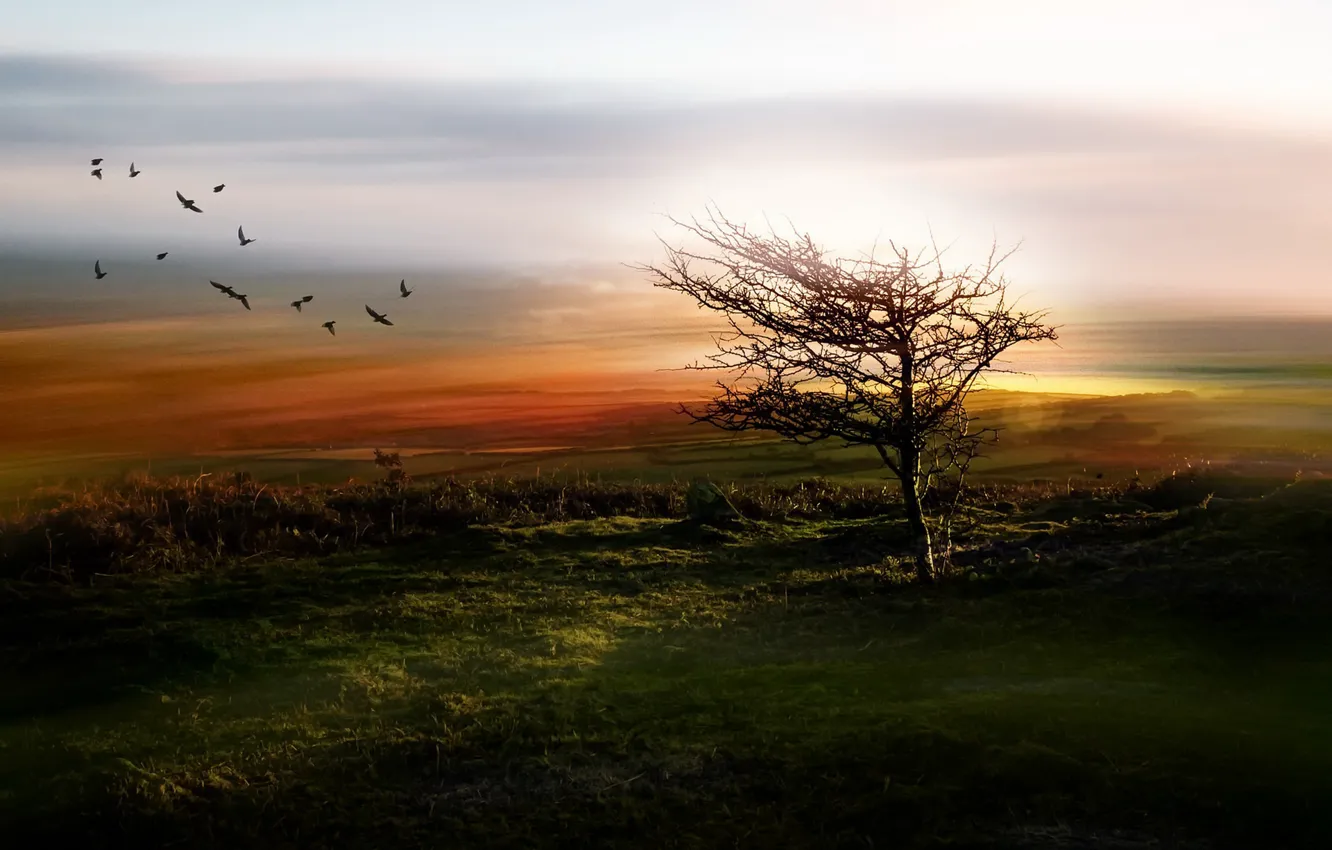 Фото обои поле, птицы, туман, дерево, утро