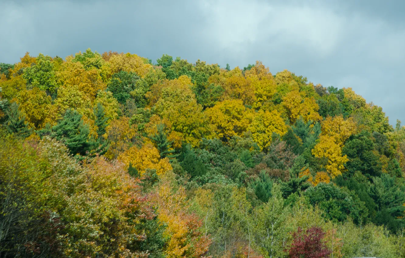 Фото обои осень, лес, деревья, colors, forest, trees, Autumn