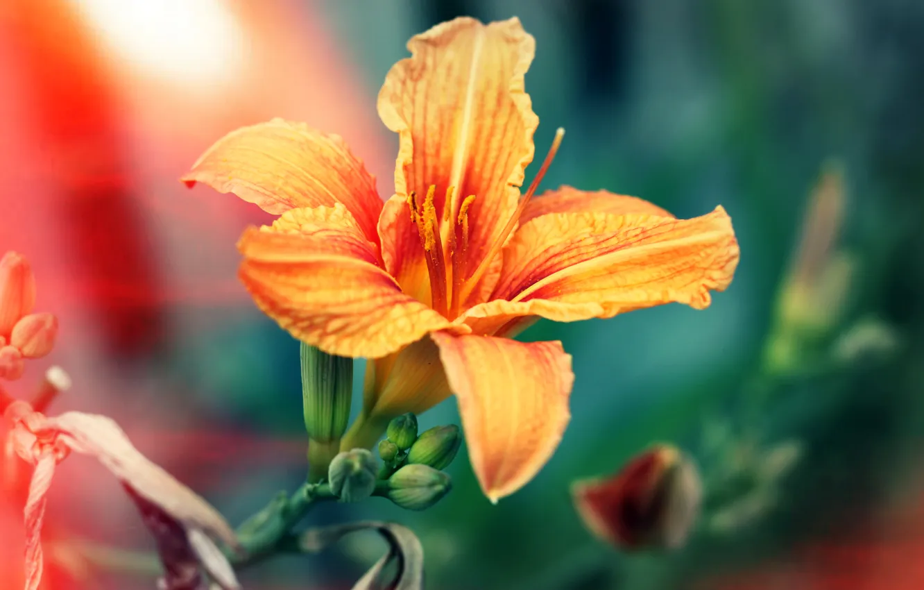 Фото обои лилия, оранжевая, лепестки