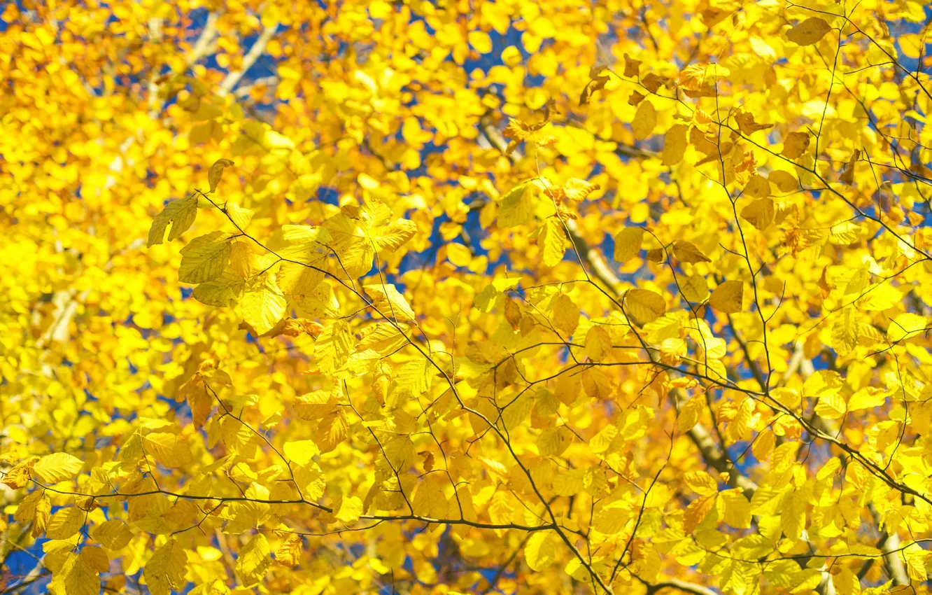 Фото обои осень, листья, деревья