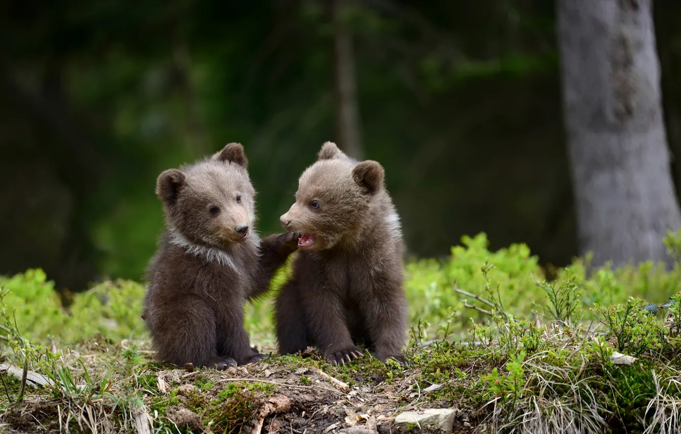 Фото обои медведи, пара, медвежата