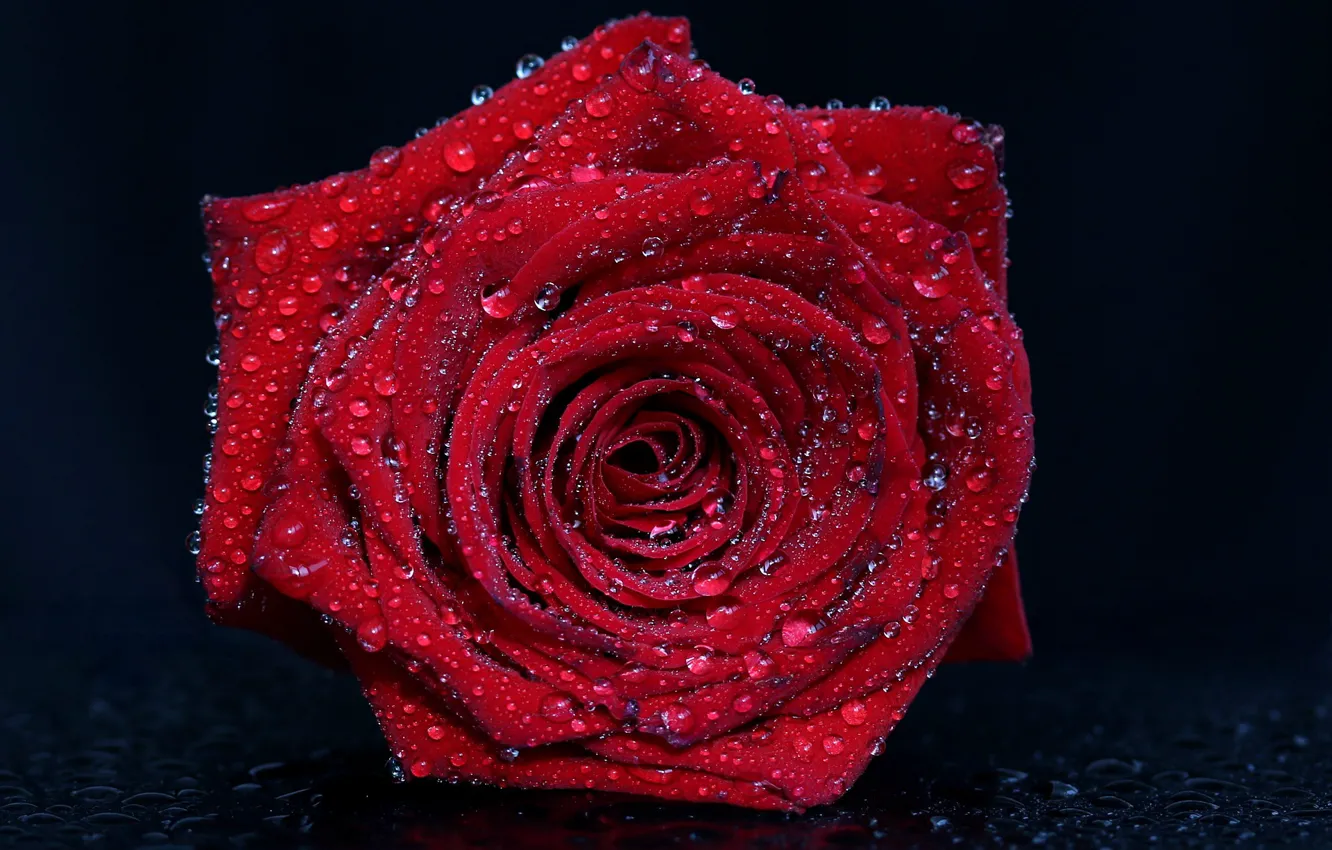 Фото обои капли, макро, роза, красная