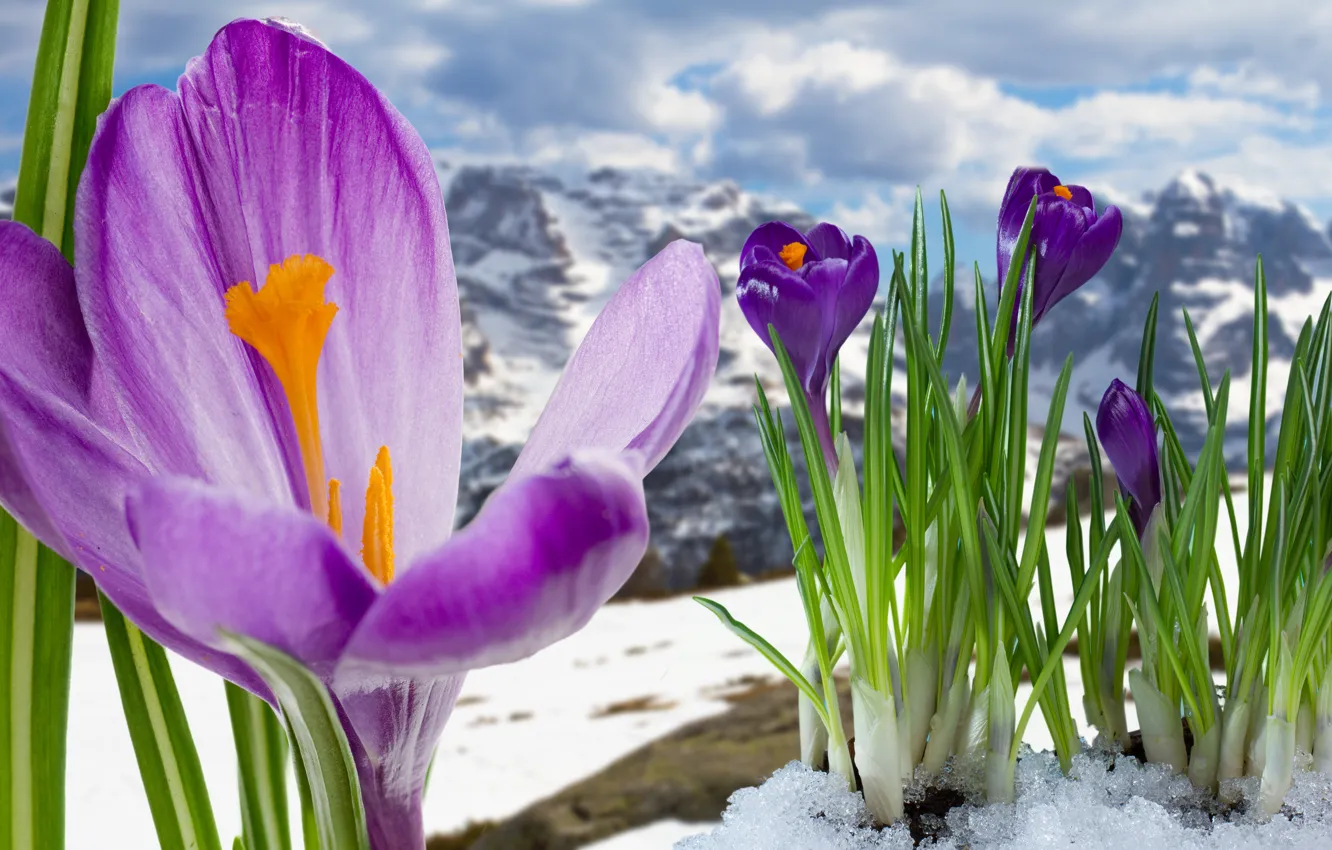Фото обои весна, крокусы, цветение, flowers, mountain, snow, spring, crocus