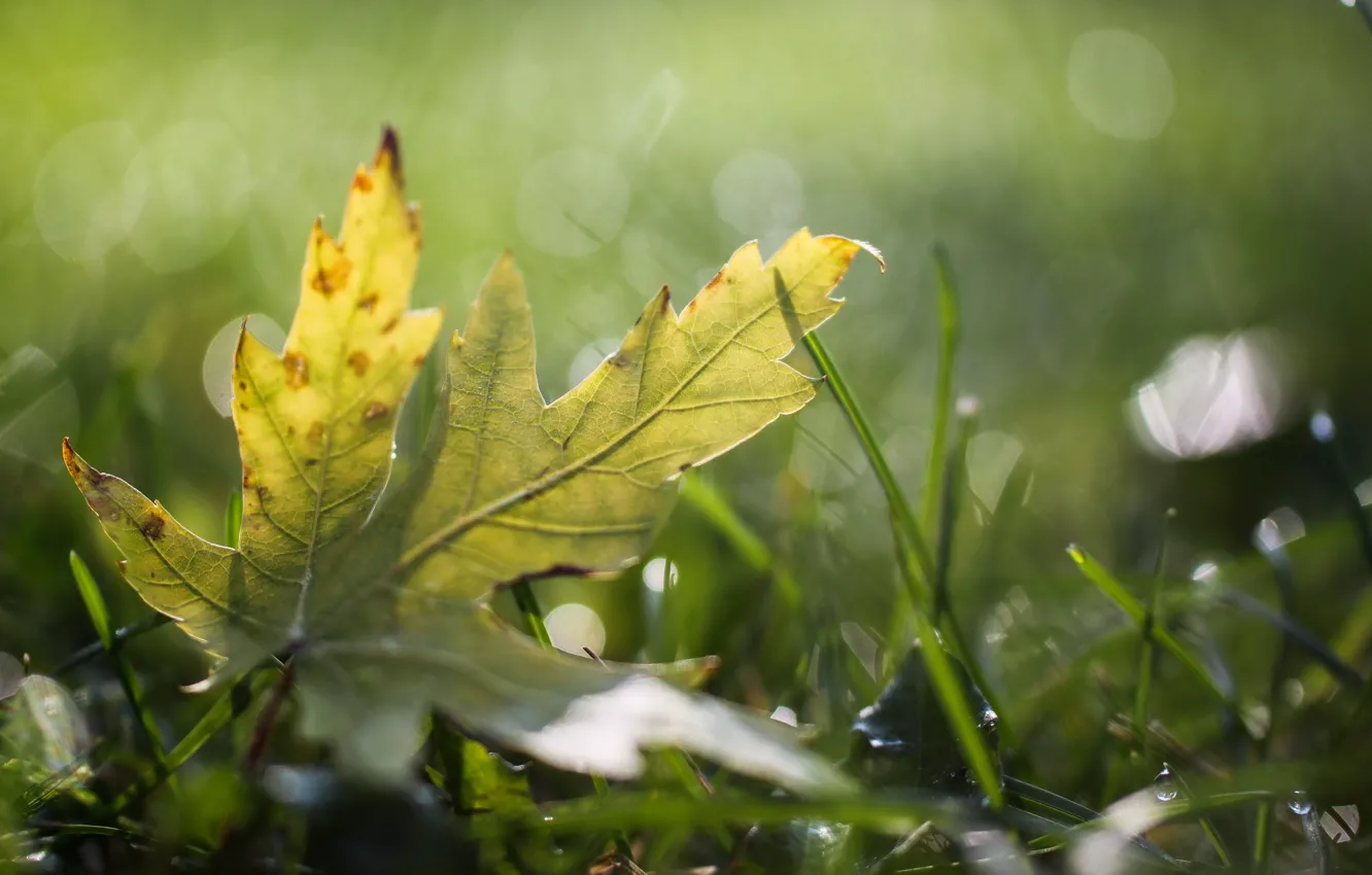 Фото обои трава, капли, лист, роса, блики
