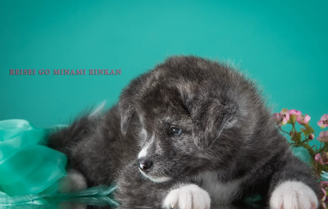 Фото обои серый, щенок, пёсик, дымчатый, японская, акита