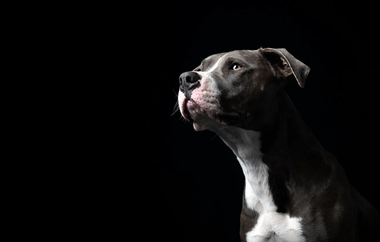 Фото обои морда, портрет, собака, чёрный фон, Американский стаффордширский терьер, Амстафф