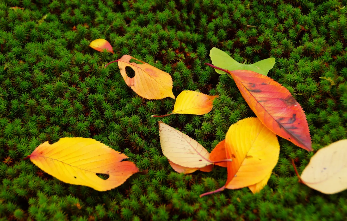 Фото обои осень, листья, мох, растения