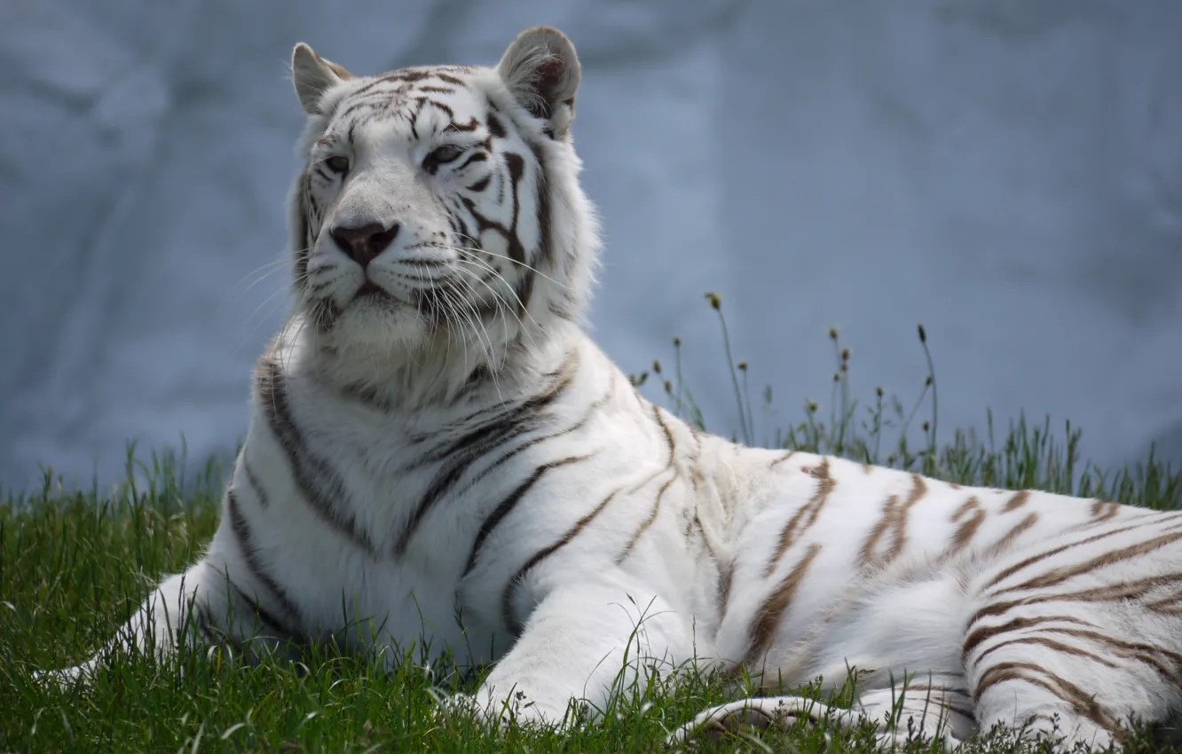 Фото обои кошка, трава, отдых, белый тигр