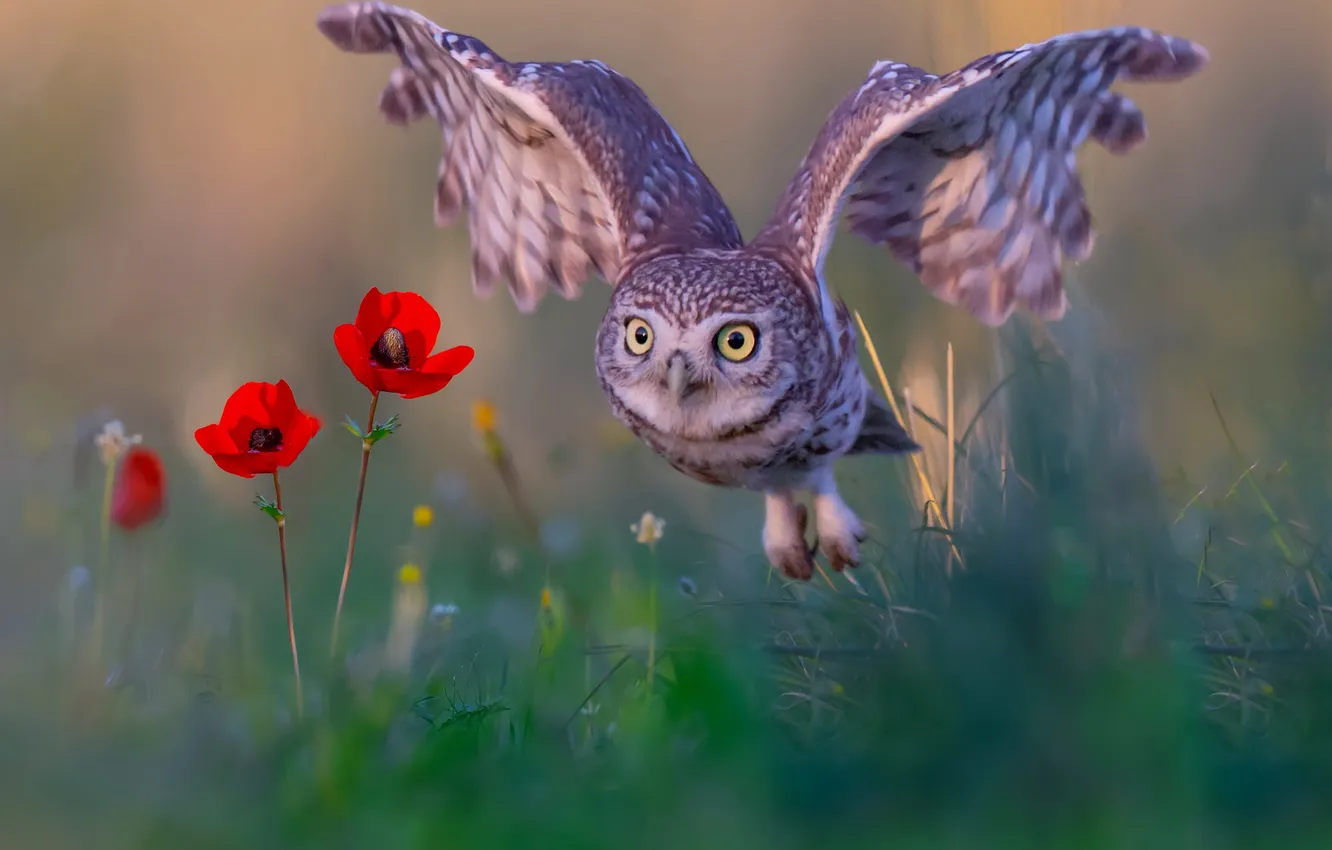 Фото обои bird, flight, wings, owl