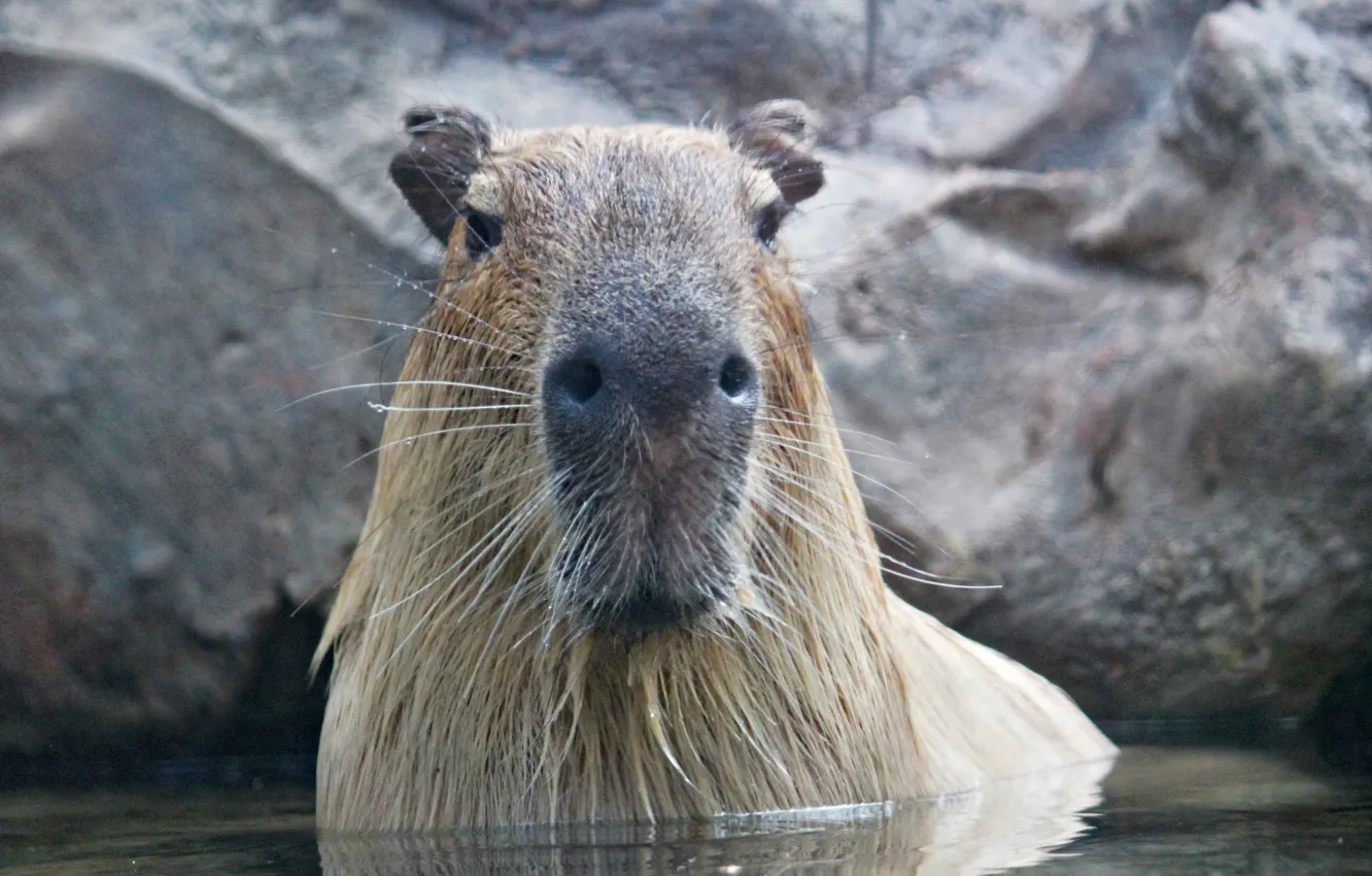 Фото обои water, bath, animal, large, head, mammal, rodent, capybara