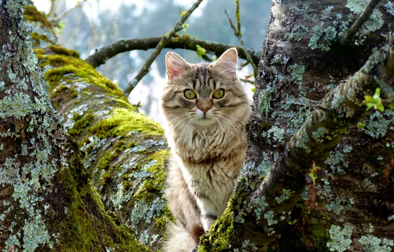 Фото обои кот, макро, дерево, мох, ствол, охотник