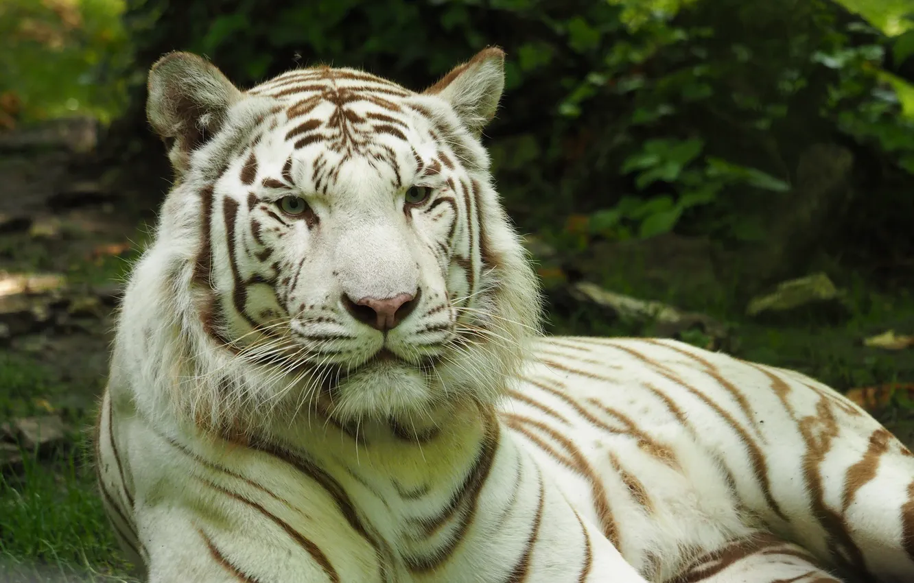 Фото обои тигр, Кошка, белый тигр