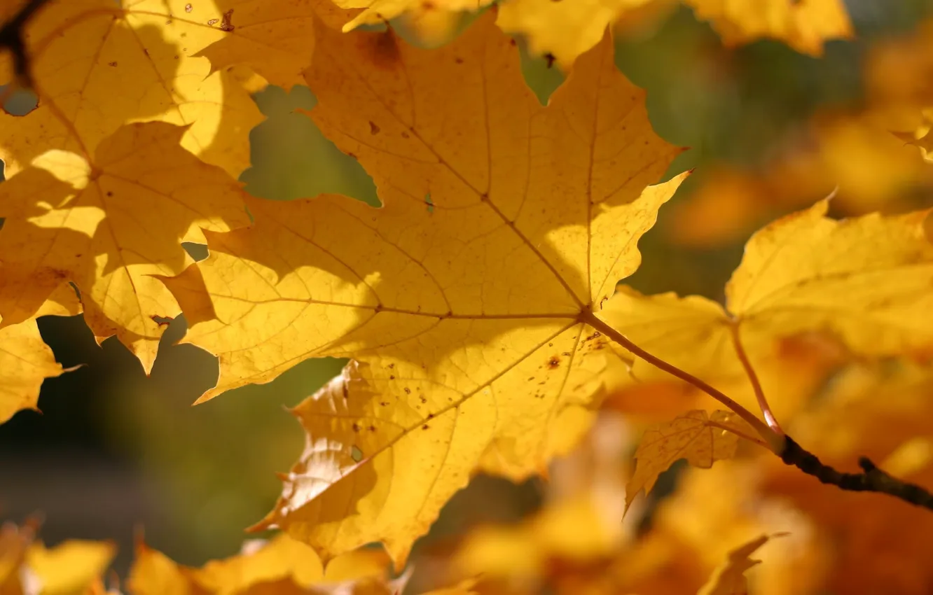 Фото обои осень, листья, макро, жёлтый, цвет