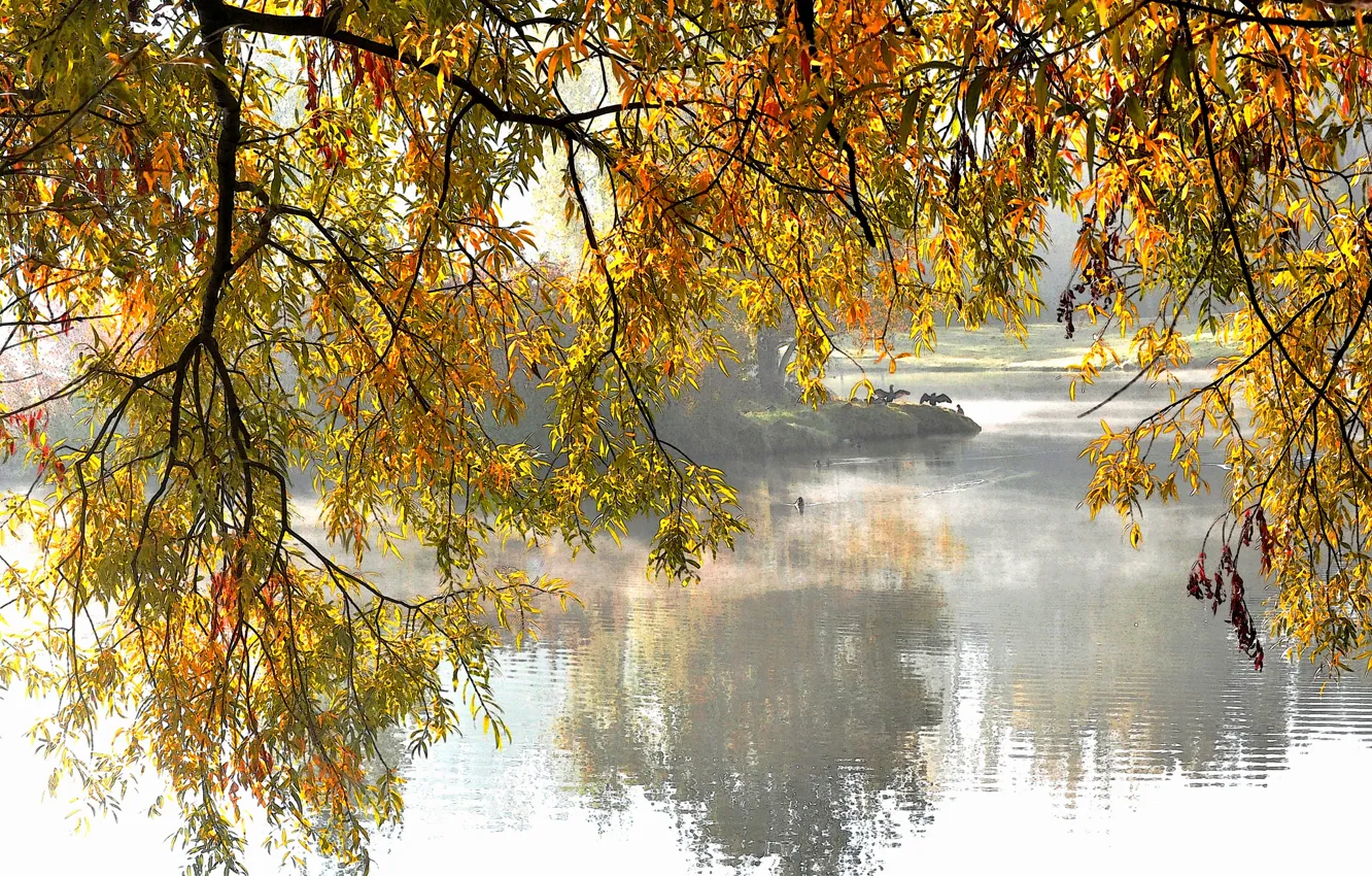 Фото обои осень, деревья, озеро, парк, ветви