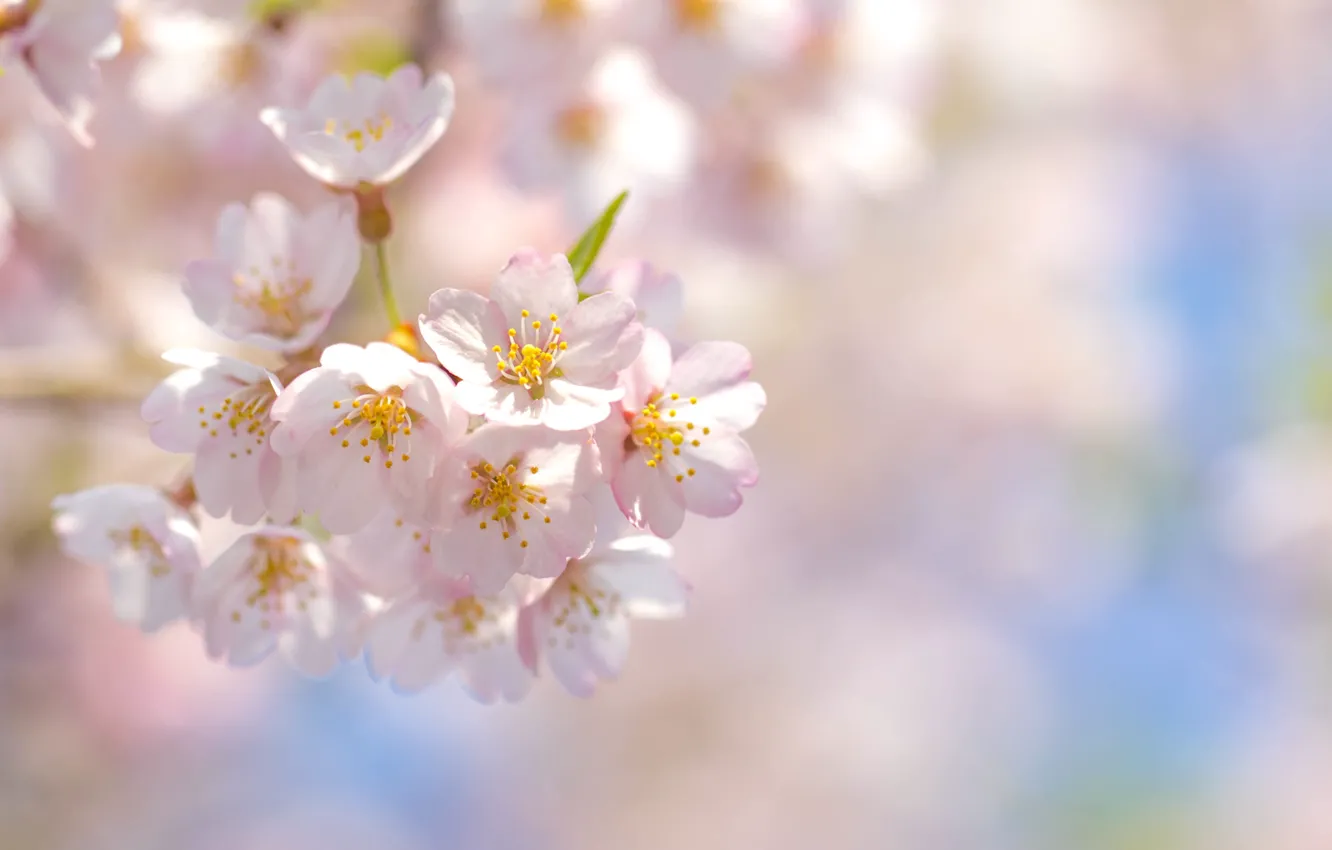 Фото обои небо, цветы, вишня, ветви, весна, лепестки, сакура, розовые