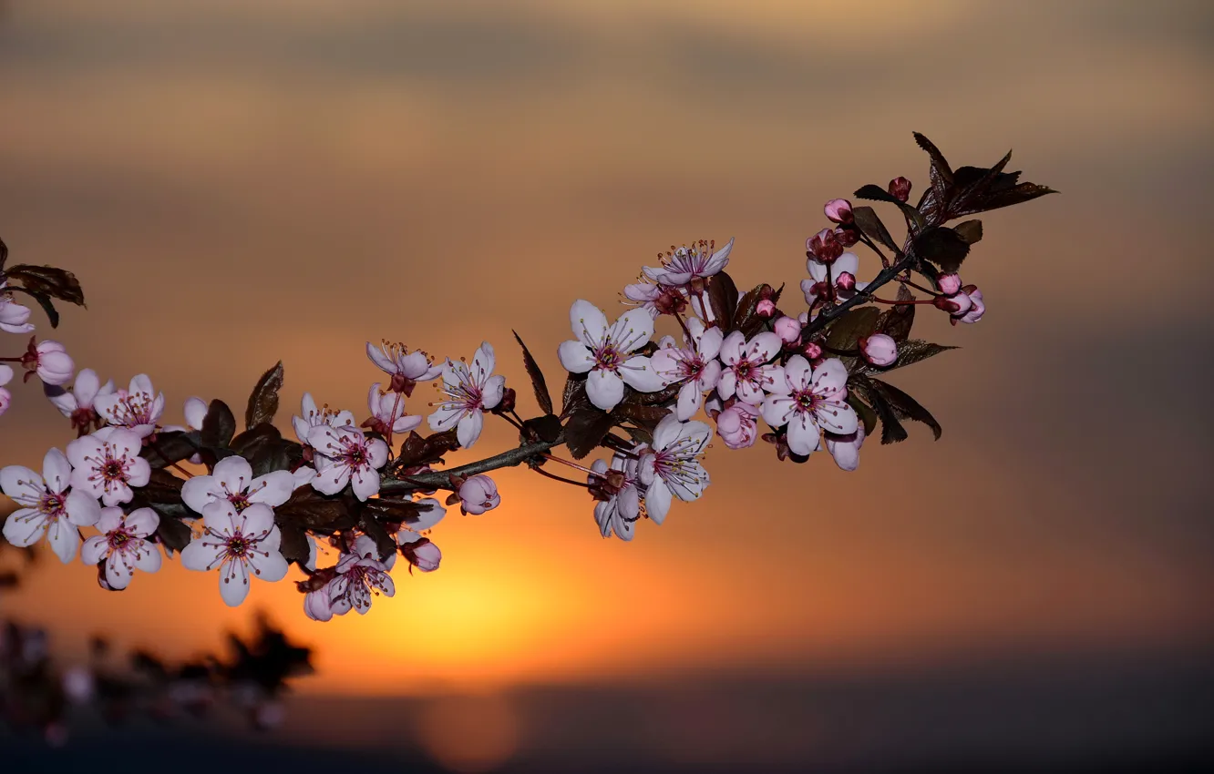 Фото обои рассвет, ветка, весна, flowers, Spring, sunrise, flowering