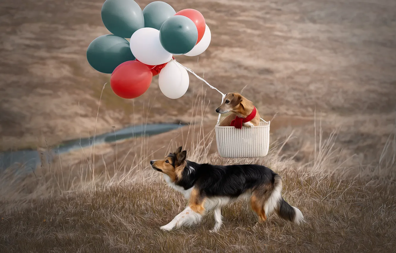 Фото обои собаки, трава, природа, воздушные шары, корзина, пара, Светлана Писарева