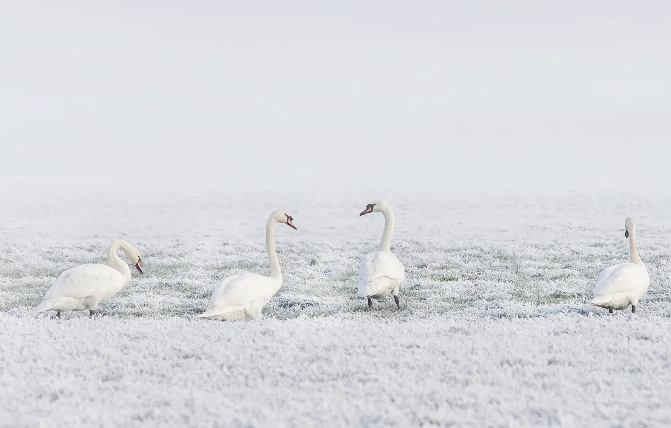 Фото обои зима, иней, поле, трава, снег, птицы, природа, поляна