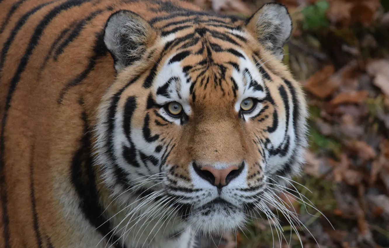 Фото обои глаза, взгляд, морда, Амурский тигр