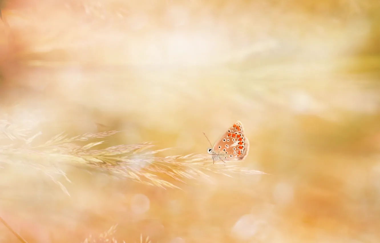 Фото обои свет, природа, бабочка