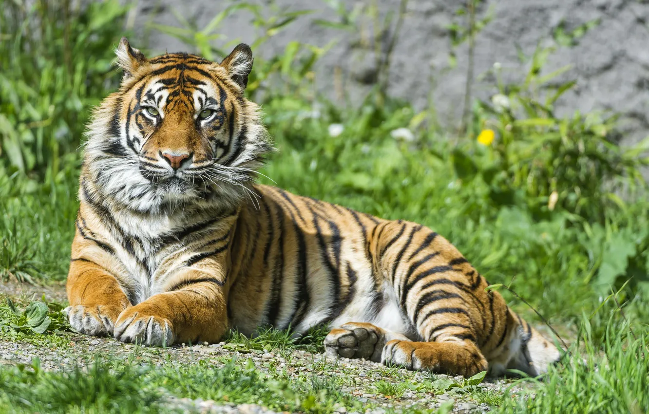 Фото обои трава, тигр, отдых, ©Tambako The Jaguar, суматранский