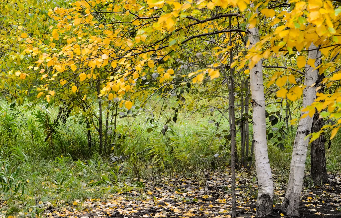 Фото обои осень, природа, берёза