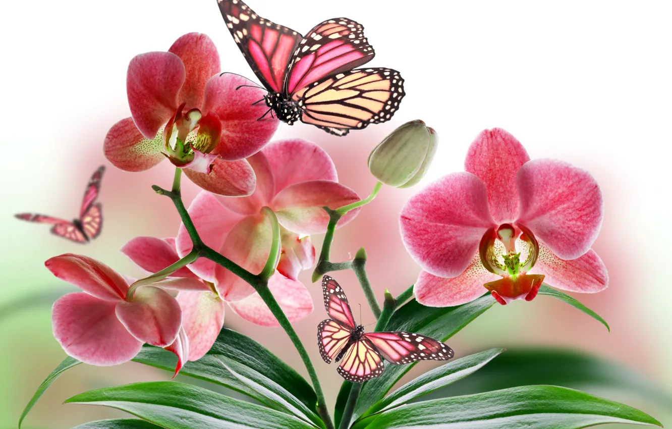 Фото обои цветы, природа, коллаж, бабочка, растение, крылья, лепестки, орхидея