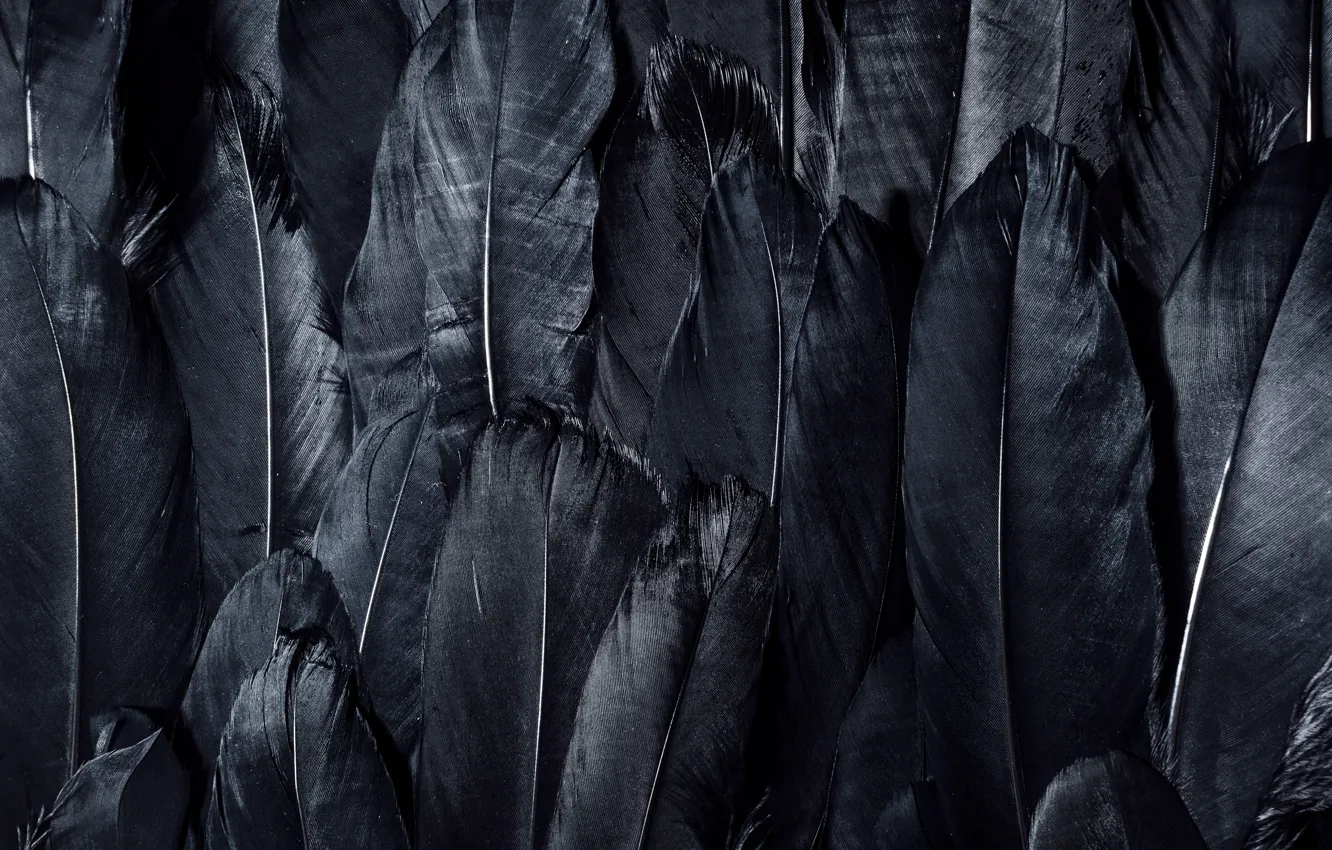 Фото обои dark, black, feathers, textures, black wallpaper, 4k ultra hd background, black feathers
