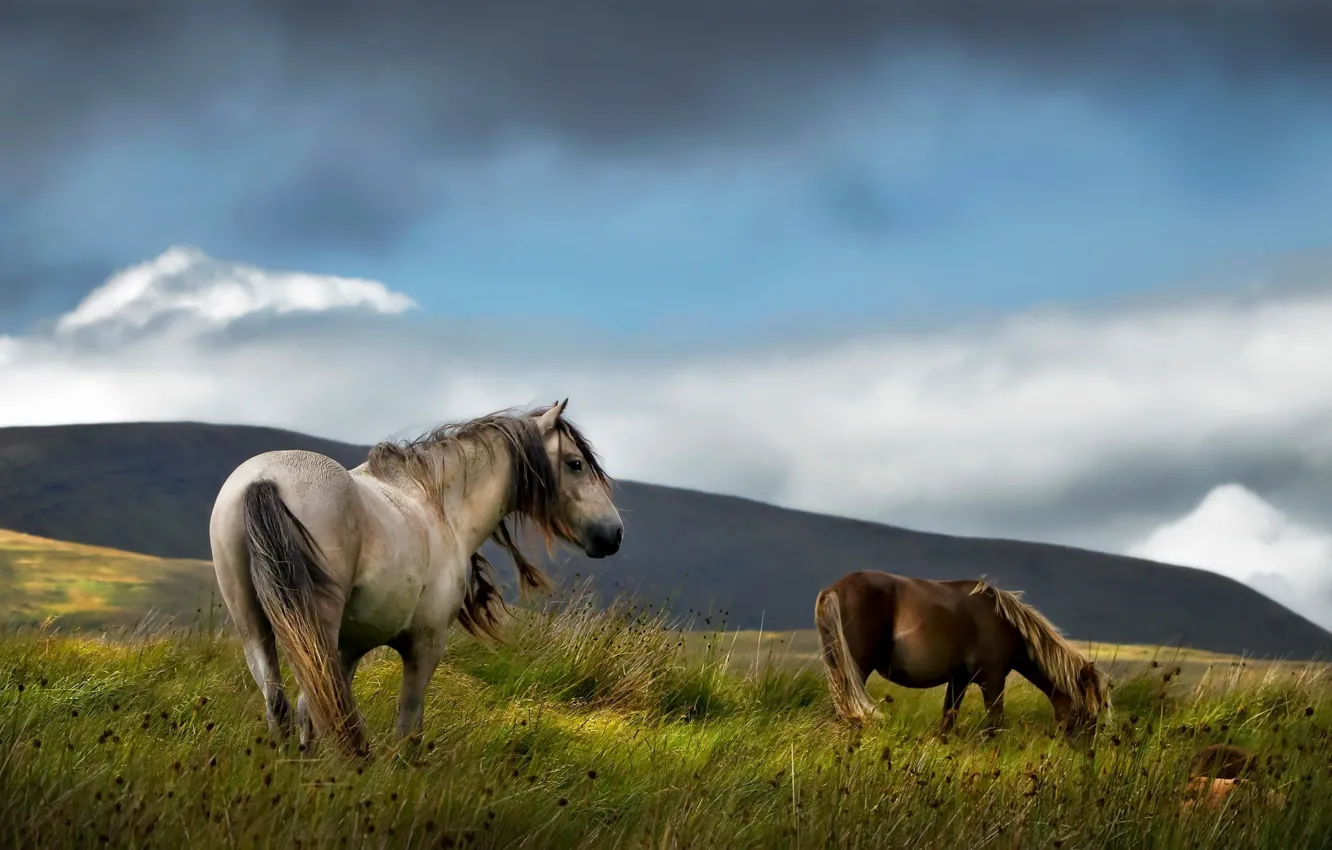 Фото обои поле, лето, кони