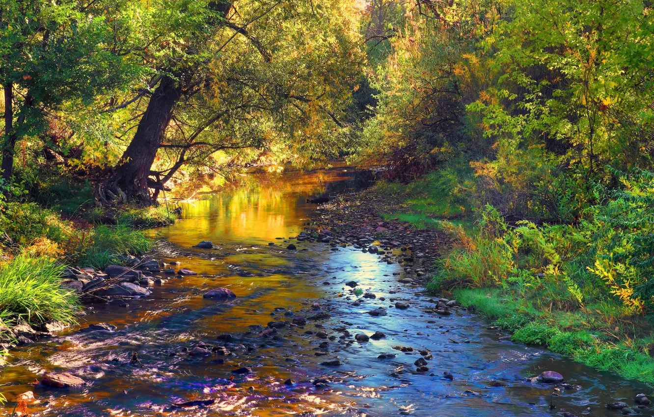 Фото обои осень, лес, листья, деревья, пейзаж, ручей, камни, речка
