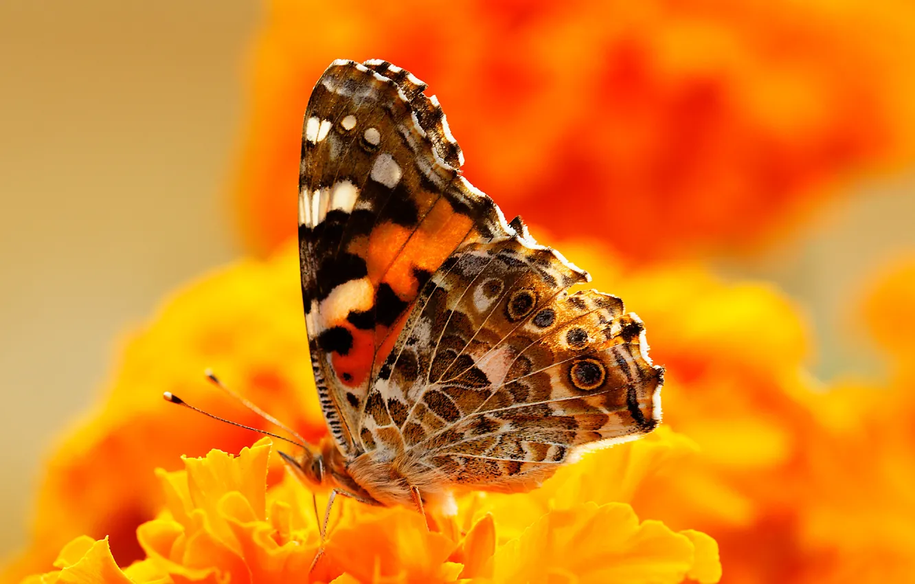 Фото обои цветы, бабочка, краски, насекомое, мотылек