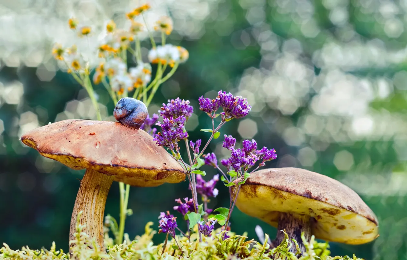 Фото обои макро, цветы, природа, грибы, мох, улитка, боке