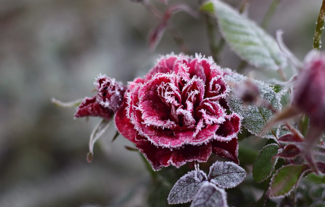 Фото обои холод, иней, цветок, снежинки, роза, мороз, кристаллы, красная