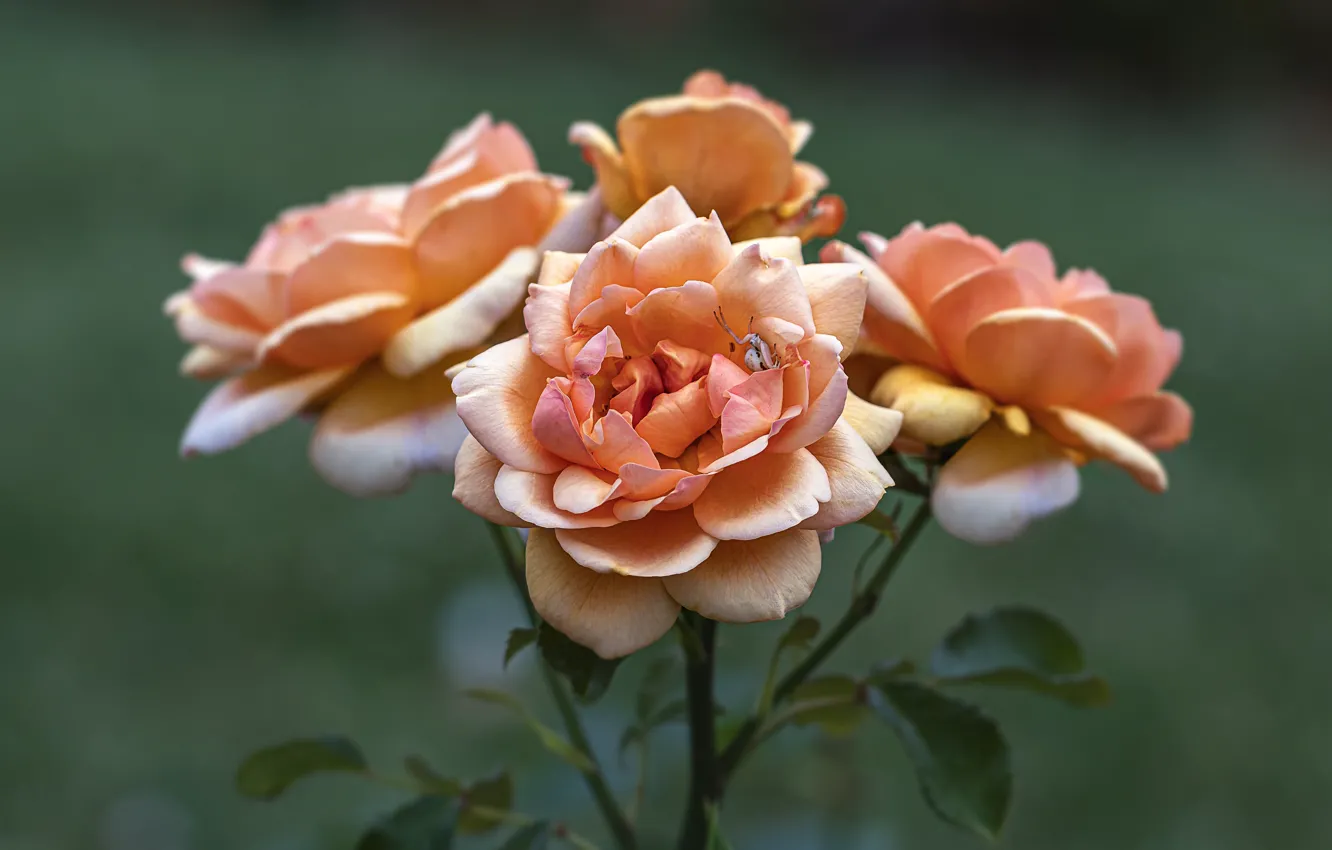 Фото обои цветы, оранжевый, ветки, фон, розы, паук, кусты