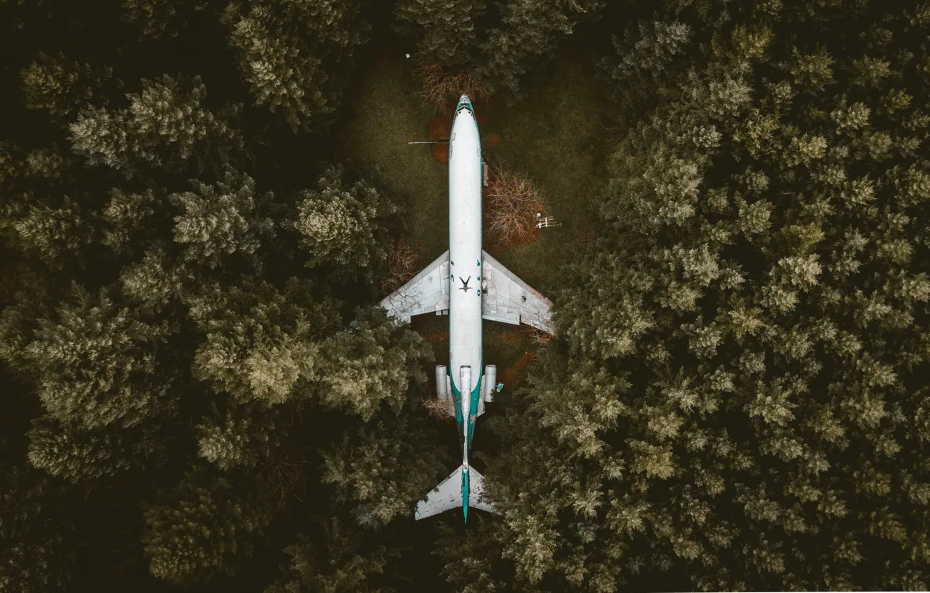 Фото обои лес, Самолет, сосны, forest, Aircraft, pines