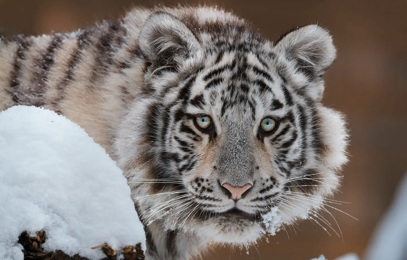Фото обои зима, белый, взгляд, морда, снег, природа, тигр, портрет