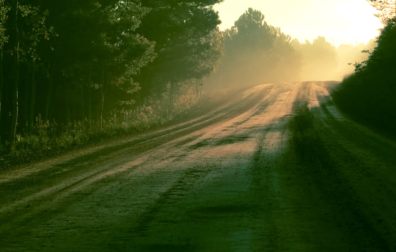 Фото обои дорога, лес, солнце, свет, природа, роса, утро
