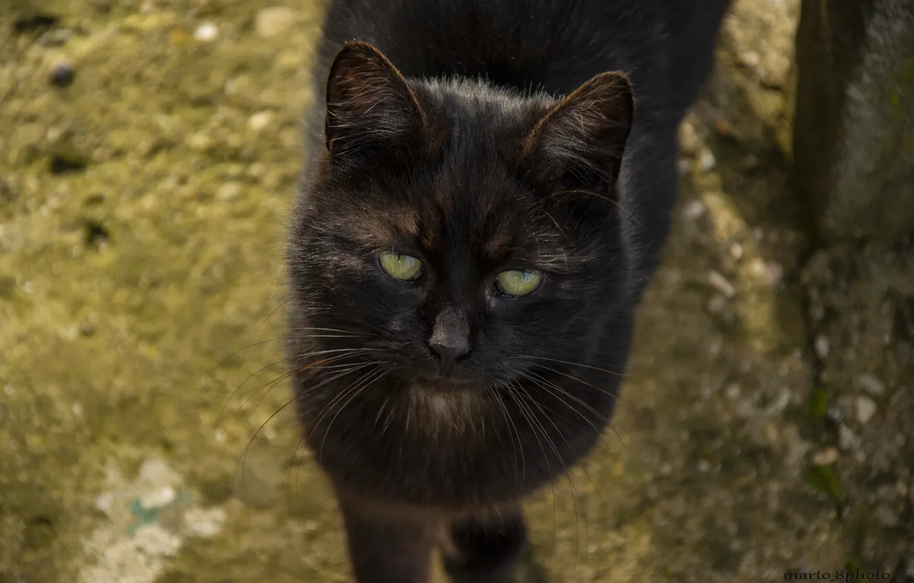 Фото обои cat, animal, black cat, animal beauty, cat face