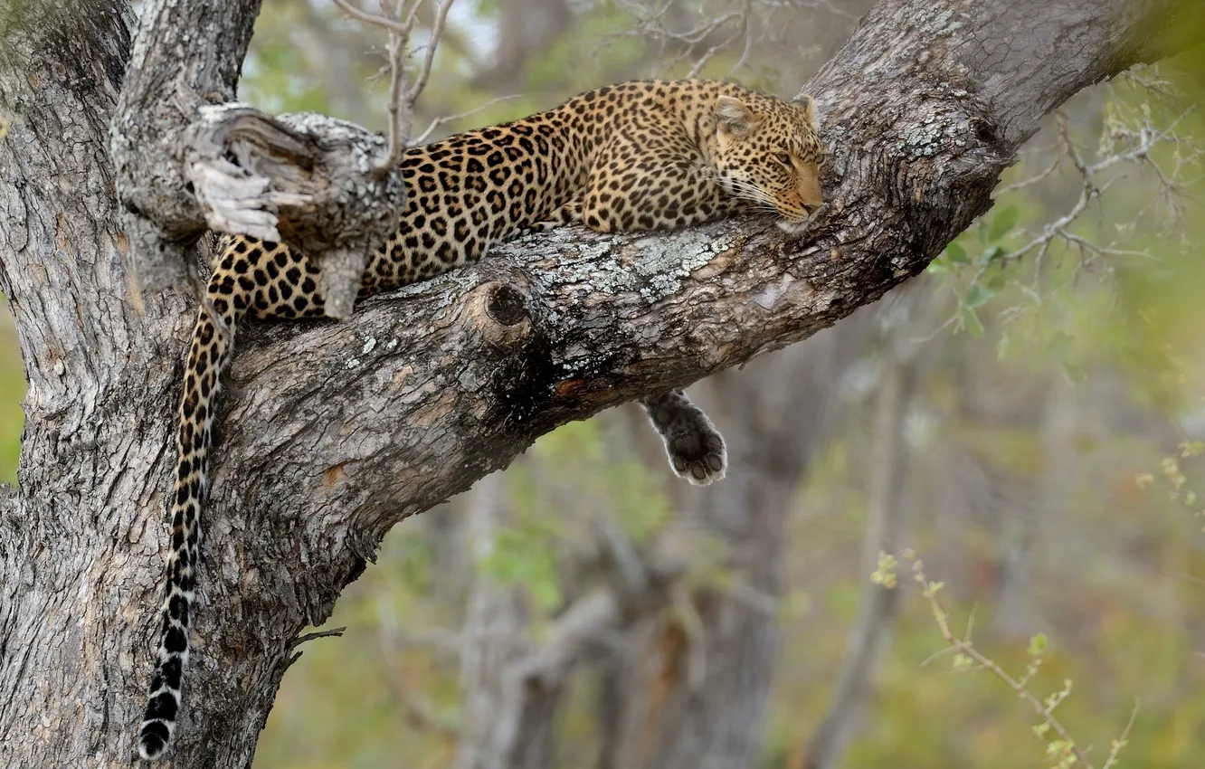 Фото обои дерево, отдых, леопард, хвост, дикая кошка