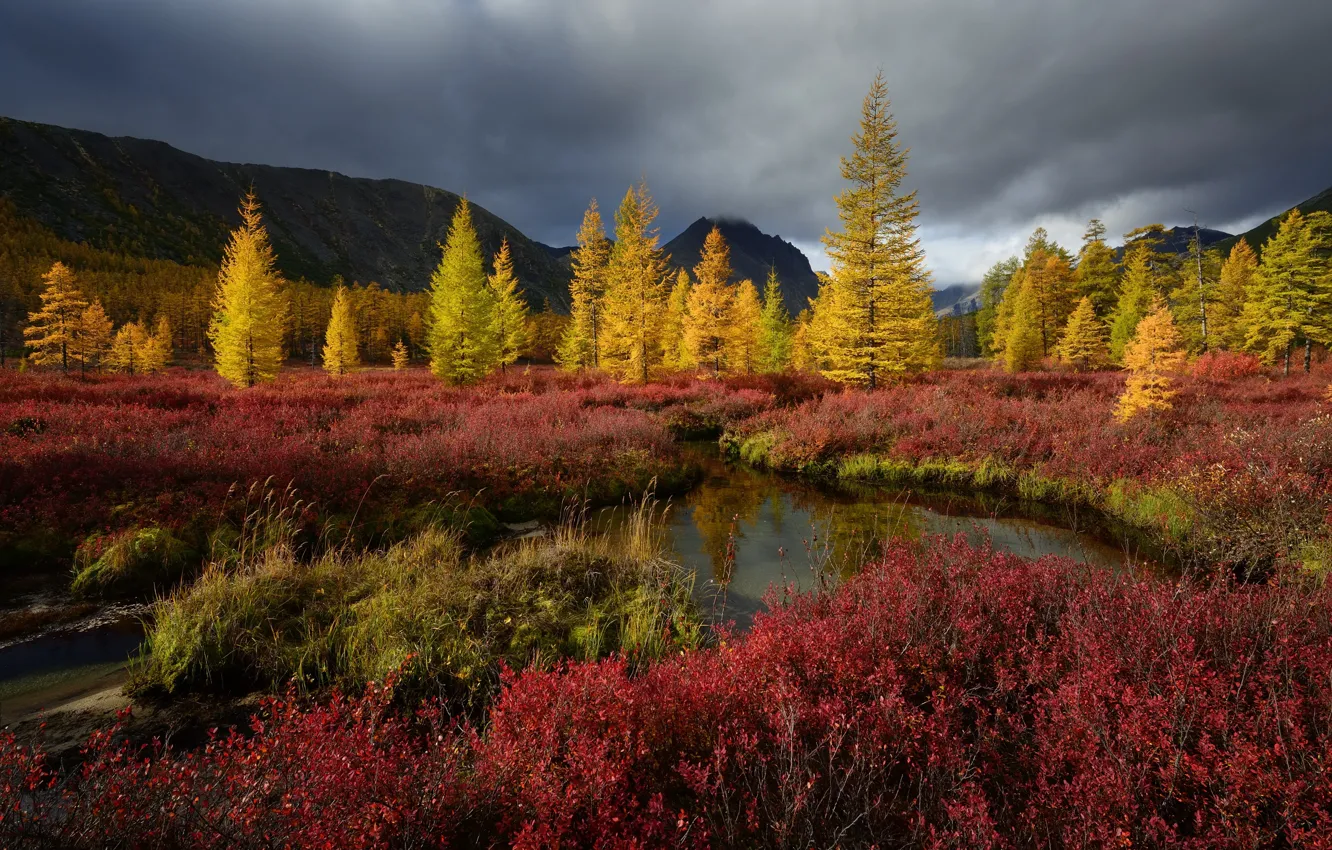 Фото обои осень, природа, Деревья, Колыма, ручей Неведомый, Максим Евдокимов