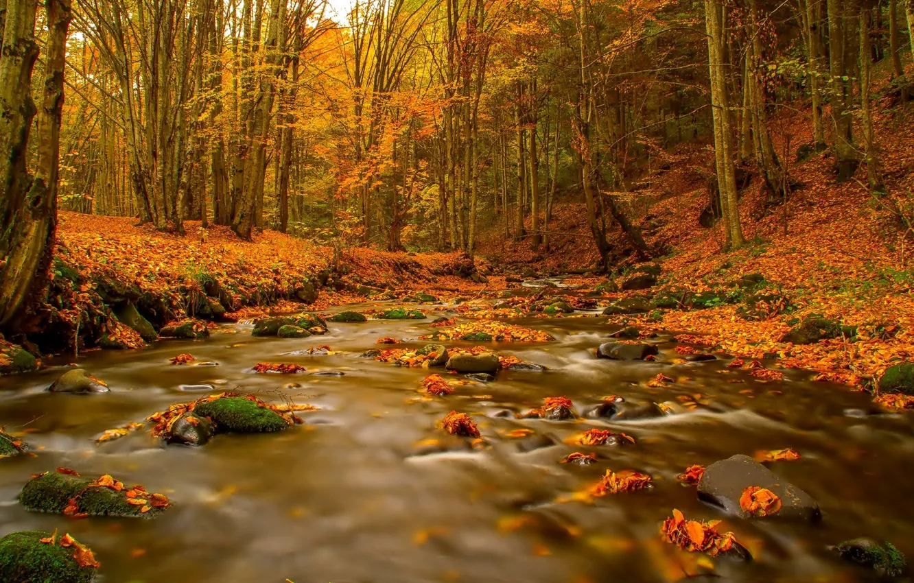 Фото обои river, autumn, leaves, Forest