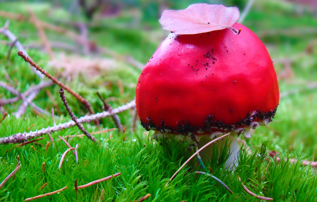 Фото обои осень, макро, ветки, красный, природа, лист, гриб, мох