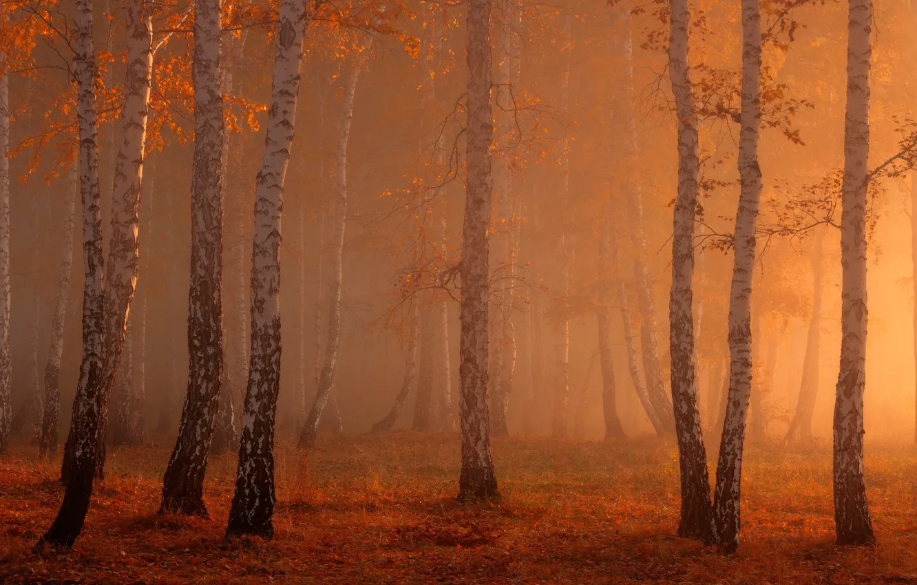 Фото обои лес, туман, берёзы
